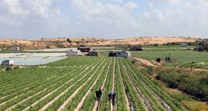 Auch an der israelischen Grenze können Palästinenser in Gaza wieder ihr Land bebauen.
