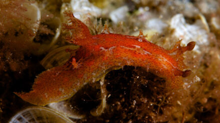 Im Bild ist die Sternschnecke (Plocamopherus maderae) aus der Gattung der Plocamopherus zu sehen, der auch die seltene leuchtende Schnecke (Plocamopherus ocellatus) angehört