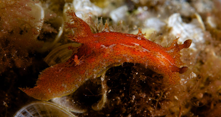 Im Bild ist die Sternschnecke (Plocamopherus maderae) aus der Gattung der Plocamopherus zu sehen, der auch die seltene leuchtende Schnecke (Plocamopherus ocellatus) angehört