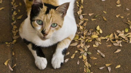 Bleiben ohne Auslandserfahrung: Streunende Katzen in Israel