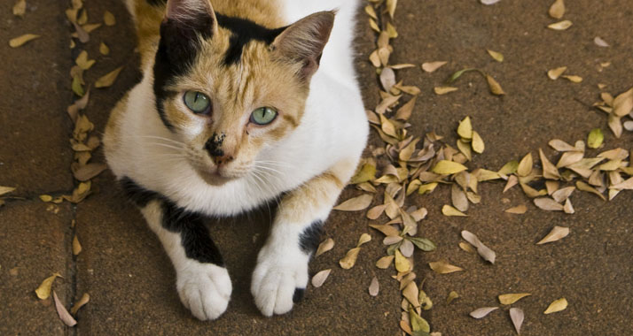 Bleiben ohne Auslandserfahrung: Streunende Katzen in Israel