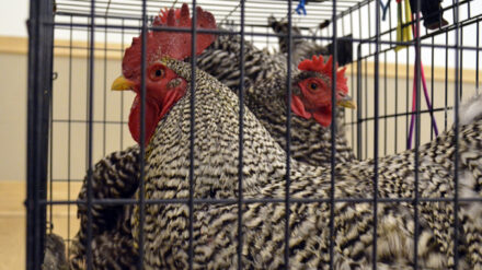 Mit Russland öffnet sich ein bedeutender Markt für israelische Geflügelprodukte