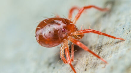 Rote Spinnmilben können große Ernteschäden anrichten