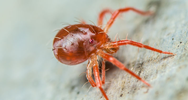 Rote Spinnmilben können große Ernteschäden anrichten