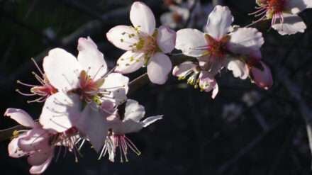 Die Natur erwacht: Deshalb stehen die Mandelblüten in ganz besonderer Weise für „TU BiSchvat“ als eine Art Frühlingsfeier aus Freude über die ersten Baumknospen