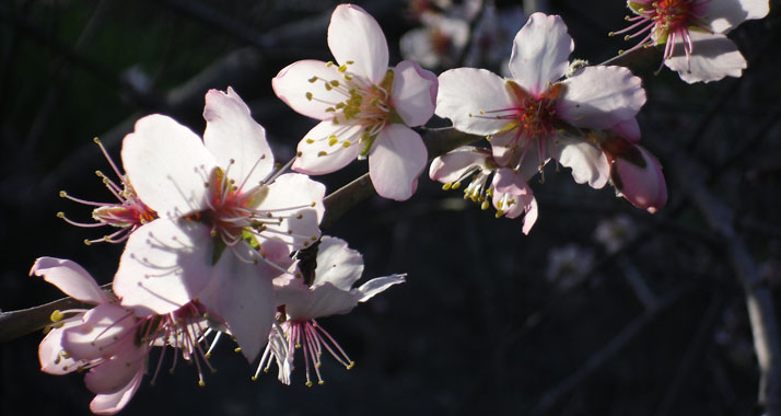 Die Natur erwacht: Deshalb stehen die Mandelblüten in ganz besonderer Weise für „TU BiSchvat“ als eine Art Frühlingsfeier aus Freude über die ersten Baumknospen