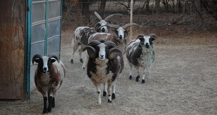 Bei den Jakobschafen haben Tiere beider Geschlechter Hörner