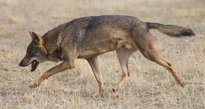Wölfe in Israel kooperieren seit neuestem mit Hyänen