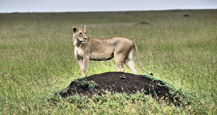 In Freiheit lebende afrikanische Löwinnen werden im Durchschnitt 125 Kilogramm schwer