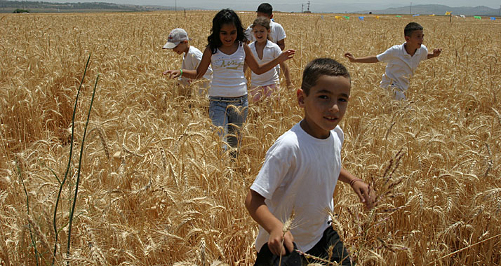 Schawuot ist ein Fest der Freude – über die Ernte und über die Gabe der Torah
