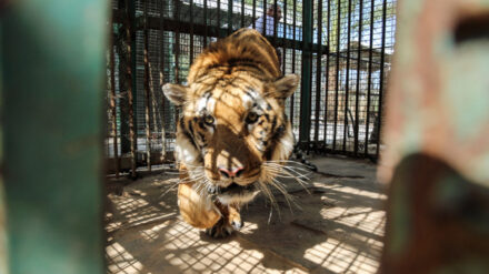 Lasis, der letzte Tiger im Gazastreifen. Er muss mit einem knapp 15 Quadratmeter kleinen Käfig auskommen.