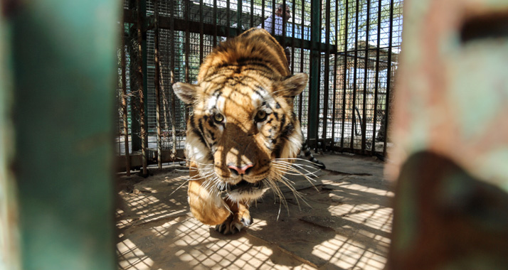 Lasis, der letzte Tiger im Gazastreifen. Er muss mit einem knapp 15 Quadratmeter kleinen Käfig auskommen.