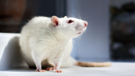 Ein großer Teil der Versuchstiere waren Mäuse