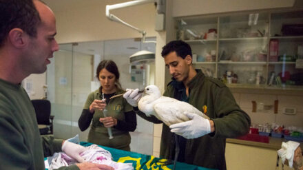 Mit jedem neuen verarzteten Vogel wächst die Blutbank der israelischen Wildtierklinik