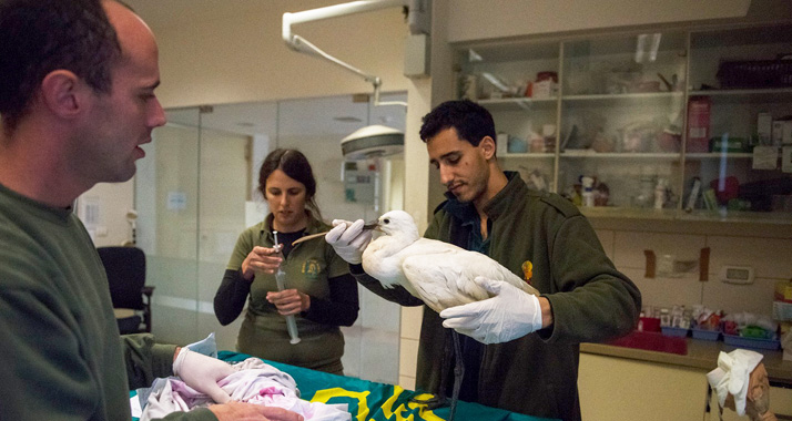 Mit jedem neuen verarzteten Vogel wächst die Blutbank der israelischen Wildtierklinik