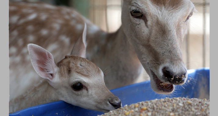 Dieses Damhirsch-Baby ist vor der Ankunft des „Vier Pfoten“-Rettungsteams im Zoo von Chan Junis verstorben