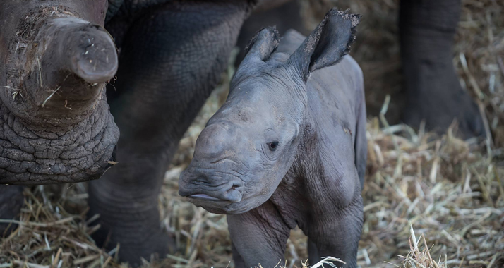 Schon neugierig: Das neue Nashornbaby im Safari-Zoo in Ramat Gan