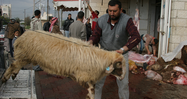 Schafe werden häufig beim muslimischen Opferfest geschlachtet
