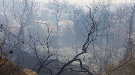 Das Feuer zerstörte Bäume nahe Wohngebieten in Haifa