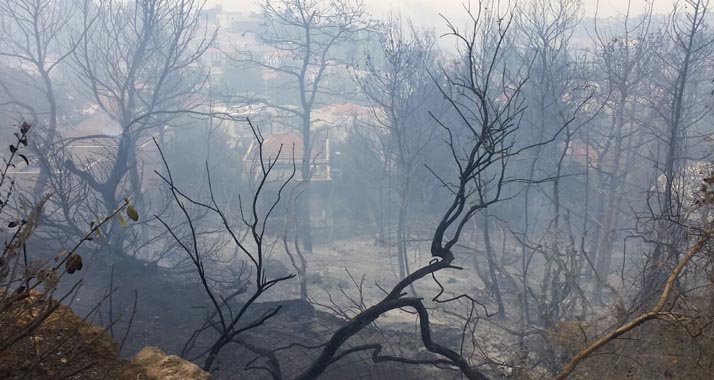 Das Feuer zerstörte Bäume nahe Wohngebieten in Haifa