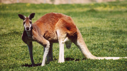 Hätte sich sicher über ein Foto mit israelischen Politikern gefreut: Ein Känguru in Australien