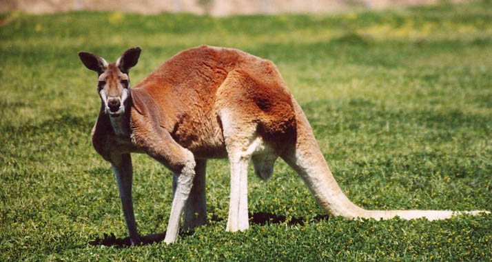 Hätte sich sicher über ein Foto mit israelischen Politikern gefreut: Ein Känguru in Australien