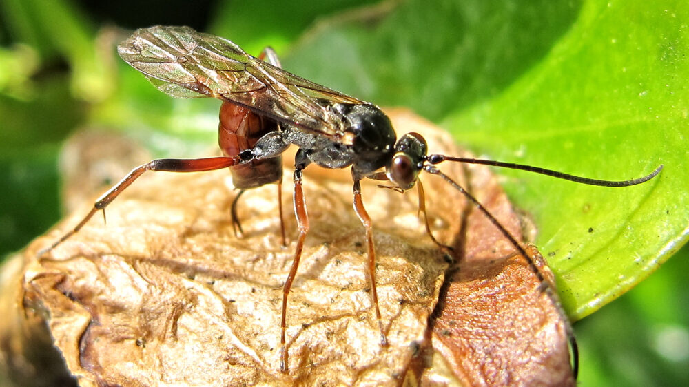 Insekten auf Wanderung: Israelische Forscher fanden heraus, dass sich gigantische Mengen an Insekten durch Europa bewegen