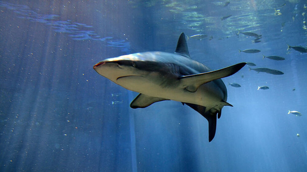 Der Schwarzhai ist im Mittelmeer Gelegenheitsgast. Er wird auf der „Roten Liste gefährdeter Tierarten“ der Weltnaturschutzunion geführt.