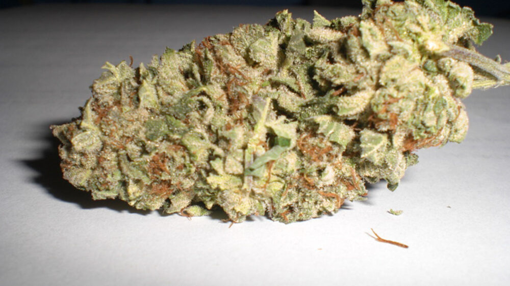 Im Januar stellte die Polizei allein 100 Kilogramm des Rauschmittels Marihuana sicher (Symbolbild)