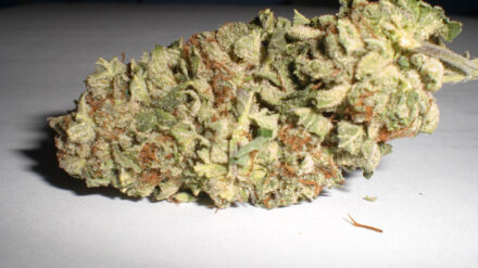 Im Januar stellte die Polizei allein 100 Kilogramm des Rauschmittels Marihuana sicher (Symbolbild)