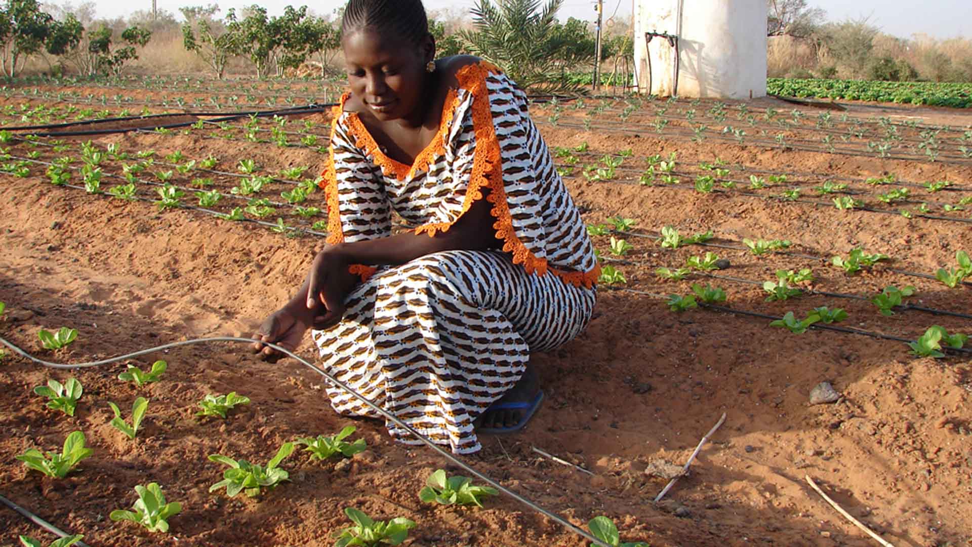 Die in Israel entwickelte Tröpfchenbewässerung kommt mittlerweile in vielen afrikanischen Ländern zum Einsatz