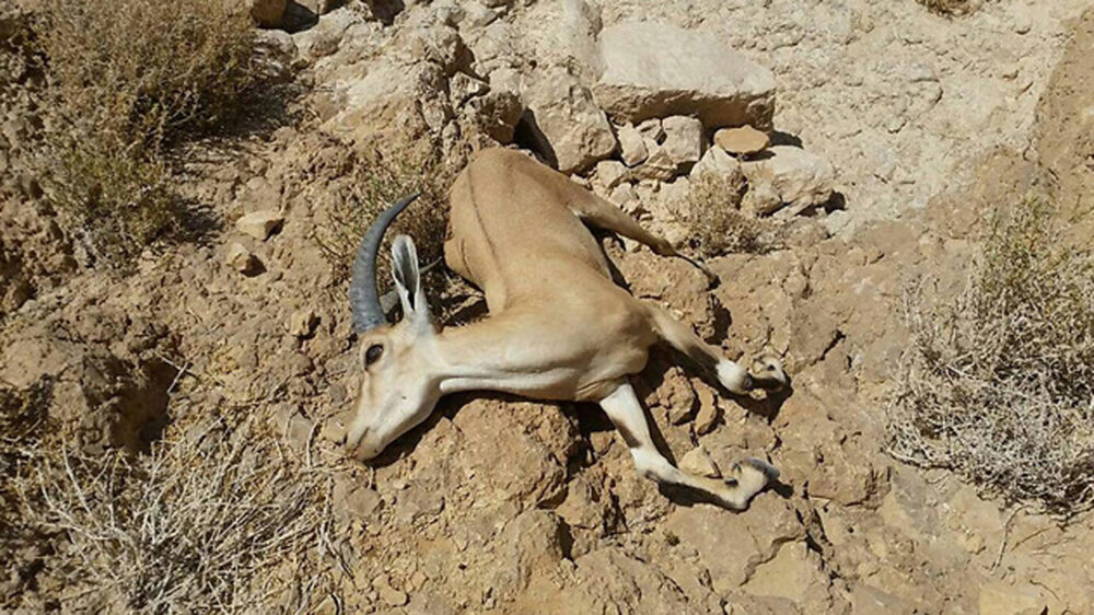 Dieser Steinbock ist eines der Opfer der Umweltkatastrophe