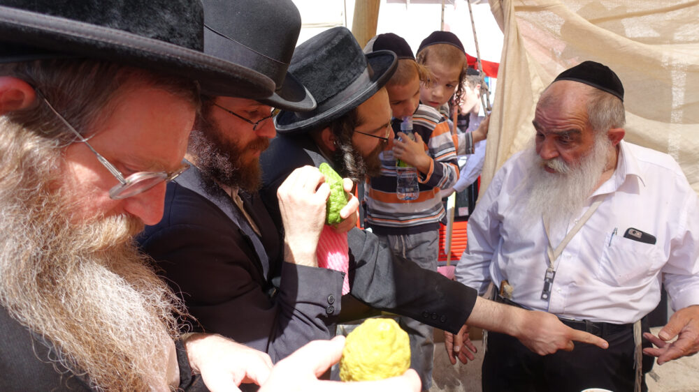 Ultra-orthodoxe Juden kaufen Zitrusfrüchte auf einem Jerusalemer Markt für das Laubhüttenfest