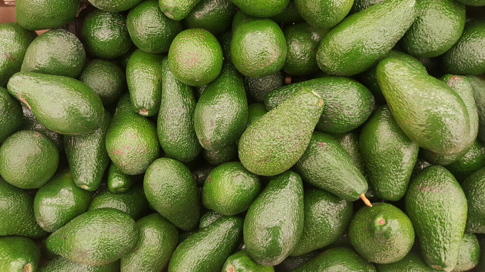 Export: Gerade in Europa gibt es einen großen Bedarf an Avocados