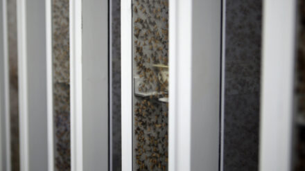 Fruchtfliegen in einem Labor der israelischen Firma BioBee, die ebenfalls auf Schädlingsbekämpfung ohne Pestizide setzt