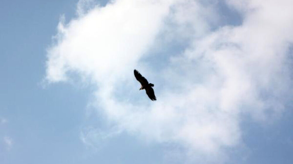 Mitunter als Spion verdächtigt: ein Adler schwebt über dem Naturreservat Gamla