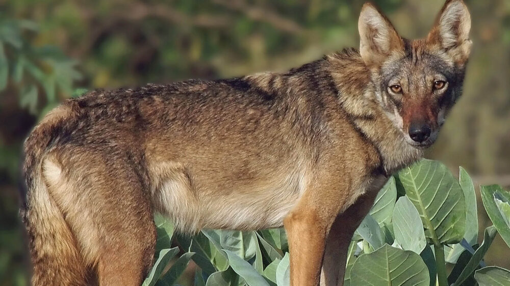 Der Arabische Wolf ist vom Aussterben bedroht