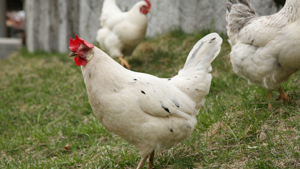 Unter anderem aus dem Kot von Hühnern lässt sich ein umweltfreundicher Brennstoff herstellen