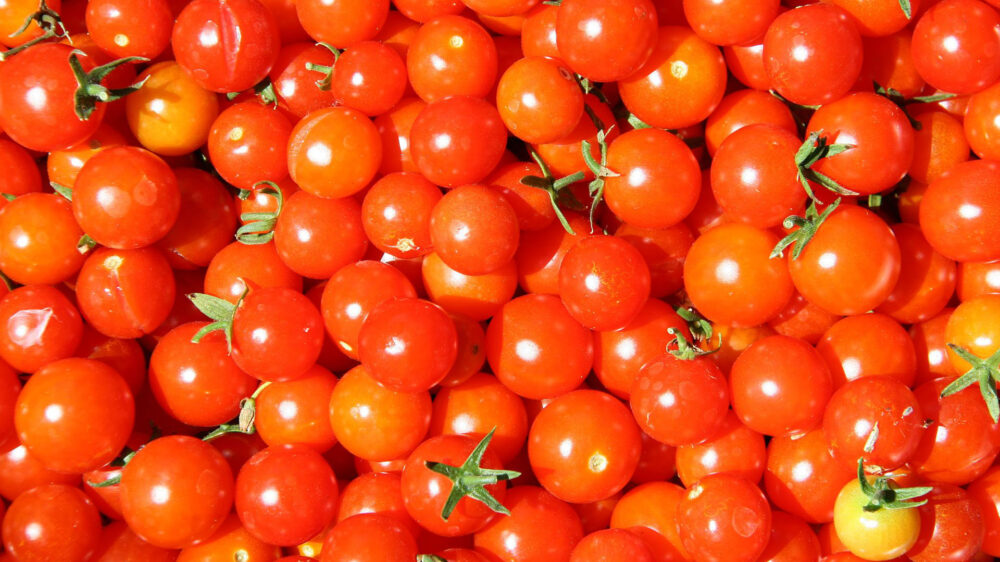 Israelische Züchter haben verschiedene Sorten von Kirschtomaten erfunden