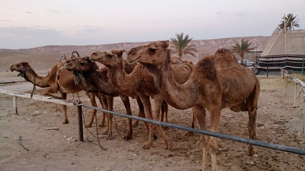 Arabische Beduinen bringen ihre trächtigen Kamele für die Geburtszeit auf die Weiden beim Toten Meer (Symbolbild)