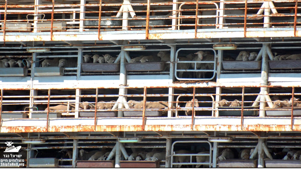 Bei jedem Transport von Australien in den Nahen Osten verenden Tausende Tiere