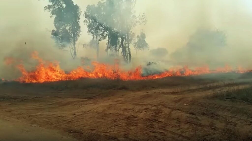 Seit Ende März kommt es in Israel immer wieder zu Bränden, die durch Feuerdrachen aus dem Gazastreifen ausgelöst werden