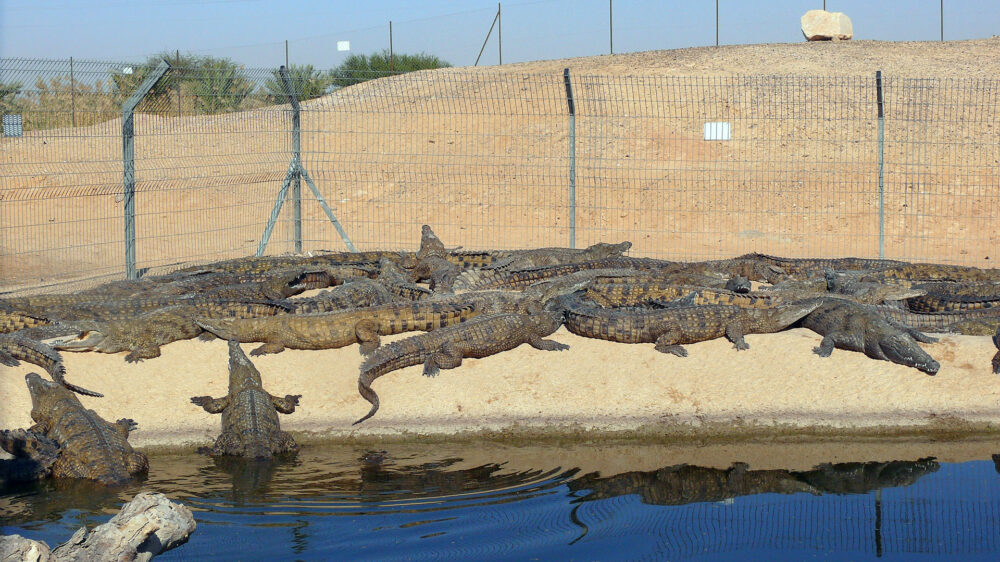 Krokodile stehen in Israel unter Artenschutz