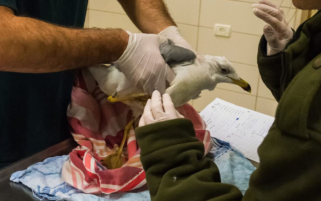 Erst wurde die Seemöwe von Israelis gesundgepflegt, dann geriet sie unter Spionageverdacht