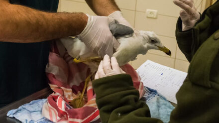 Erst wurde die Seemöwe von Israelis gesundgepflegt, dann geriet sie unter Spionageverdacht