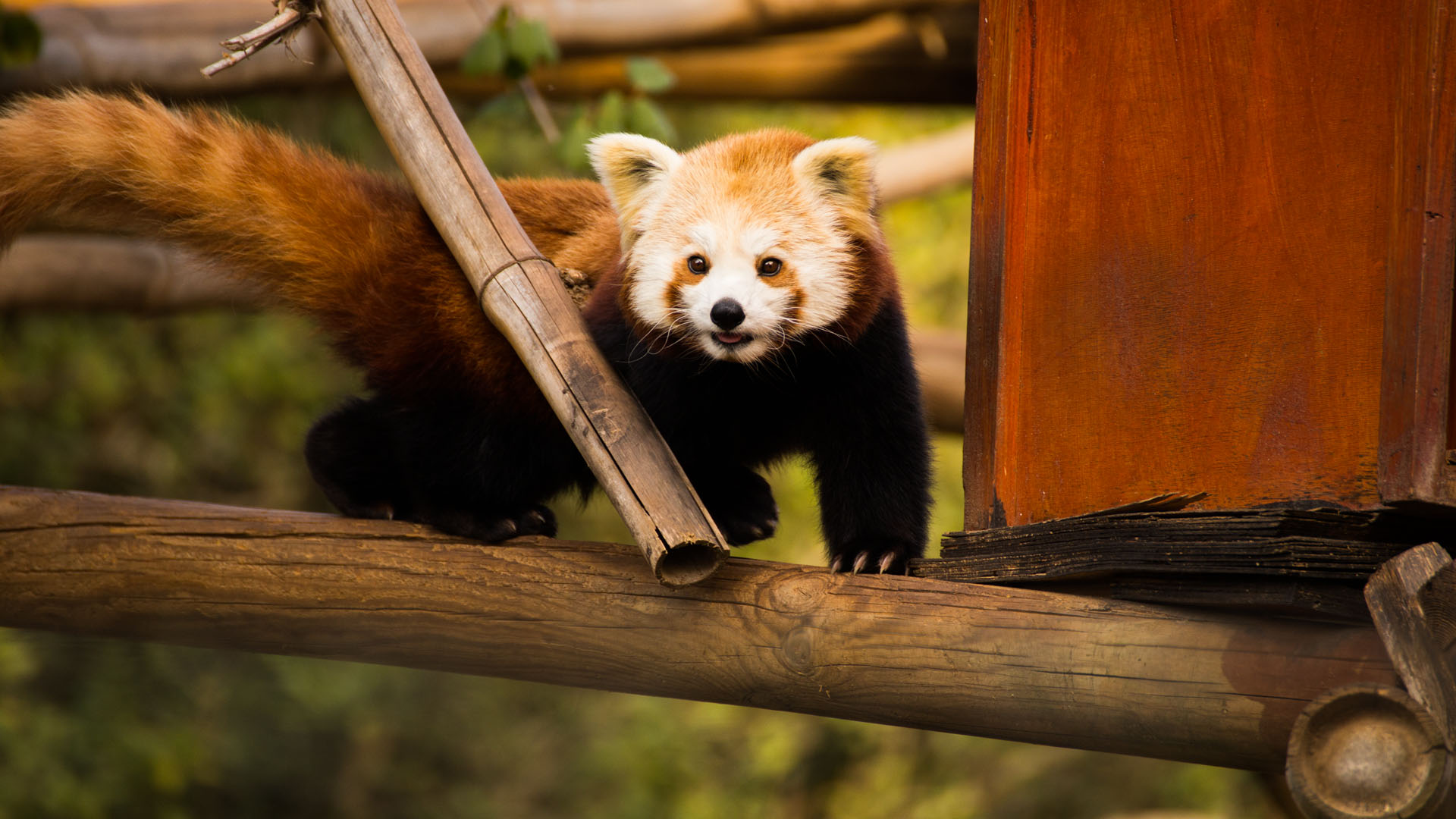 Der Zoo setzt sich für den Schutz bedrohter Arten wie den Kleinen Panda ein. Von dem im östlichen Himalaya und im Südwesten Chinas beheimateten Katzenbär leben nur noch etwa 10.000 Exemplare in Freiheit.