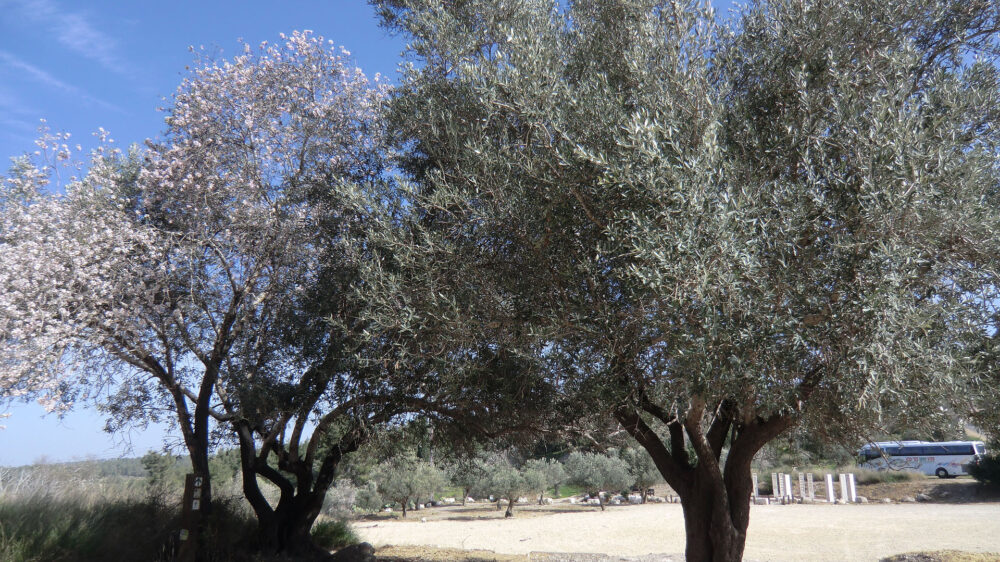Dass es in Israel so viele Bäume gibt, ist auch dem Halbfeiertag „TU BiSchvat“ zu verdanken