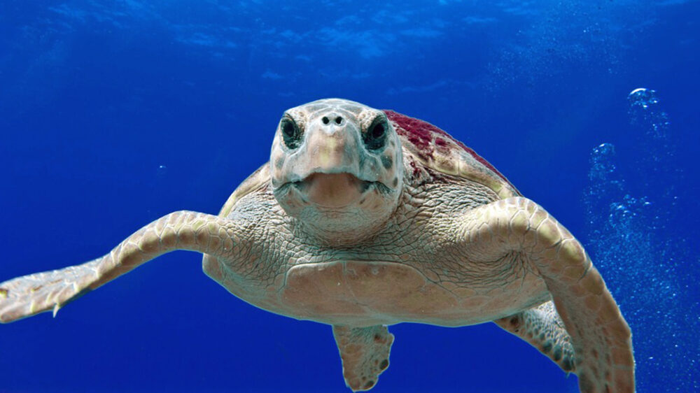 Vom Aussterben bedroht: die Unechte Karettschildkröte