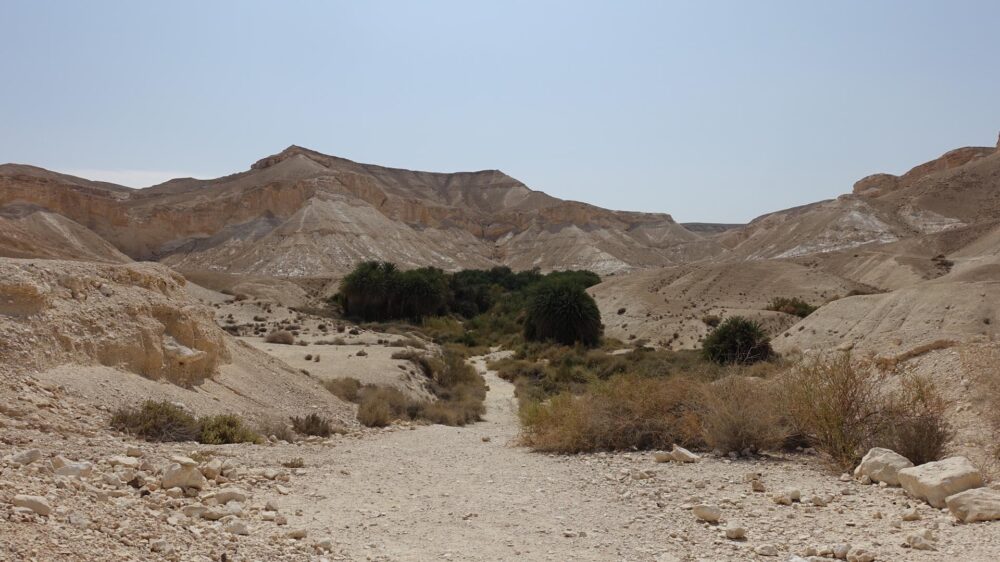 Die Wüste lebt: Die Oase Ein Schaviv in der Negevwüste