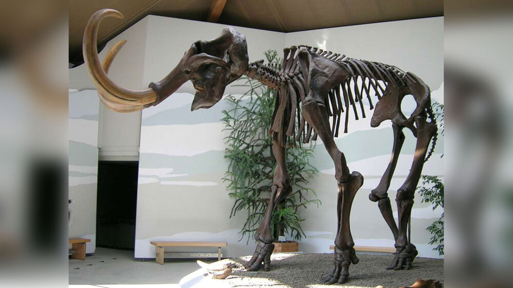 Ausgestattet mit begehrten Einzelteilen: Das Skelett eines Wollhaarmammuts in einer Rekonstruktion